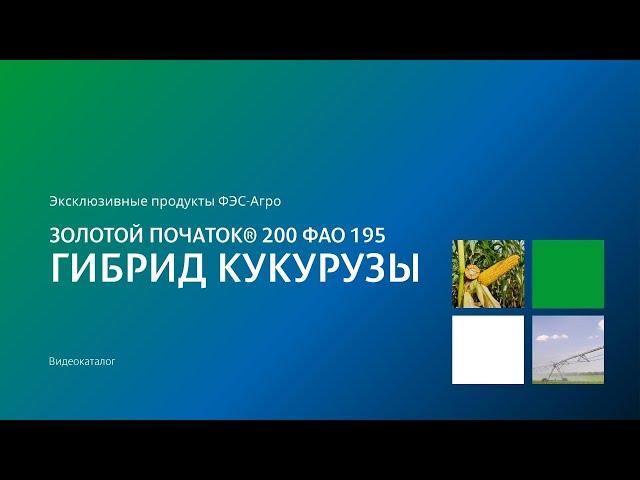 Гибрид кукурузы Золотой початок® 200