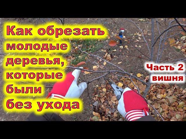 Обрезка молодой неухоженной вишни