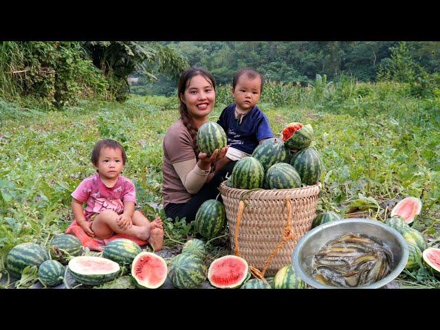 Harvest a giant watermelon garden to sell at the market - catch fish, cook with your children