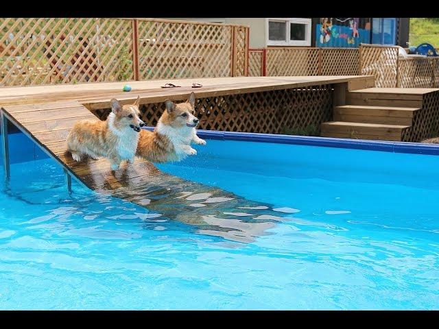 welsh corgi swimming