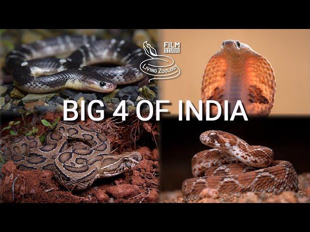 The most deadly snakes of India, venomous Big 4 - cobra, Russell's viper, krait, Saw-scaled viper