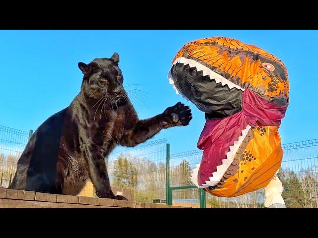 Wild Maslenitsa with Luna the panther (ENG SUB)