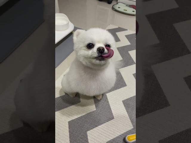 불편한진실 #shrots #강아지 #솜뭉치 #pets #cute #cutedog #puppy #funny #구독과좋아요 #떡상기원 #불편한 #진실