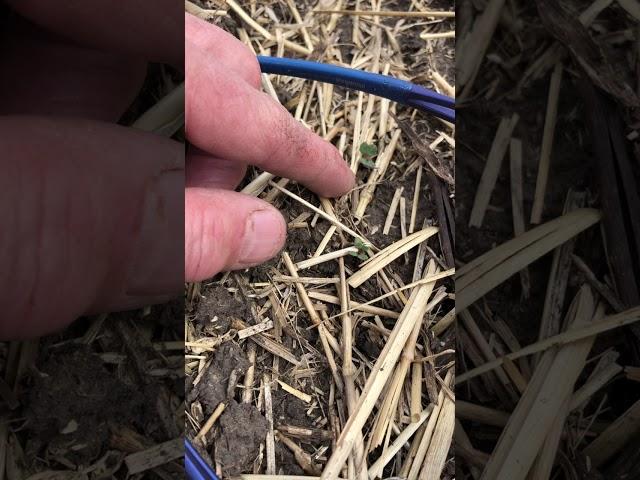 Scouting for Flea Beetles in Early Emergence Canola | Corteva Agriscience Canada