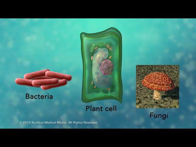 Overview of Cell Boundaries