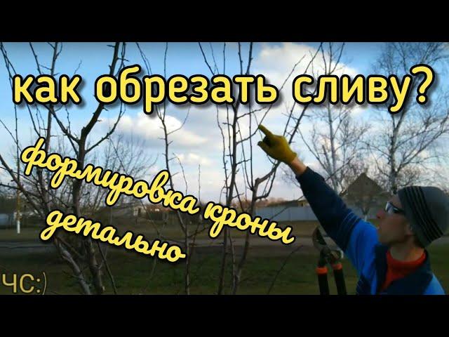 КАК ОБРЕЗАТЬ СЛИВУ! ФОРМИРОВКА КРОНЫ. Детально.