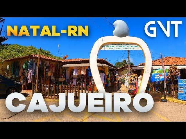 NATAL-RN | Maior Cajueiro em Pirangi do Norte - Passeio na maior árvore Cajueiro do Mundo