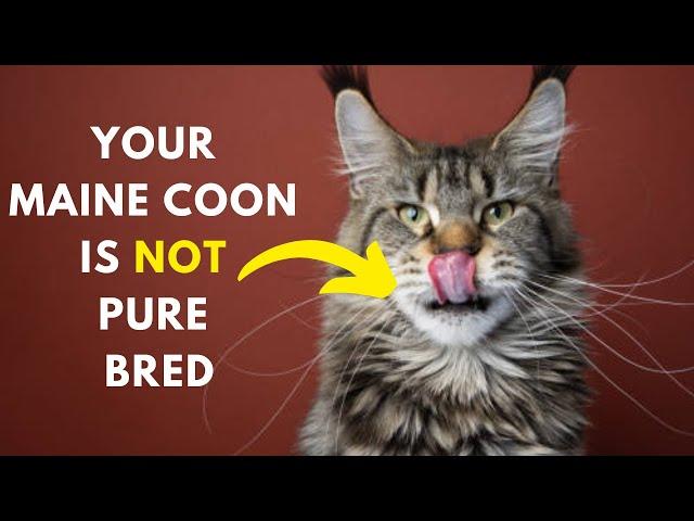 How to identify Your Maine coon Cat is Pure Bred or not ?