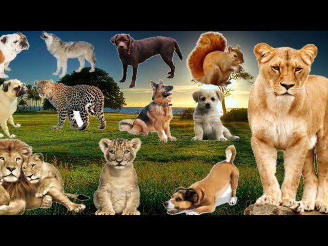 Wildlife video। falcam, pelican,Rhino, giraffe,Zebra, cranes,farm animals