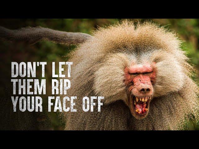 How to Survive the Top 5 Deadliest Primates