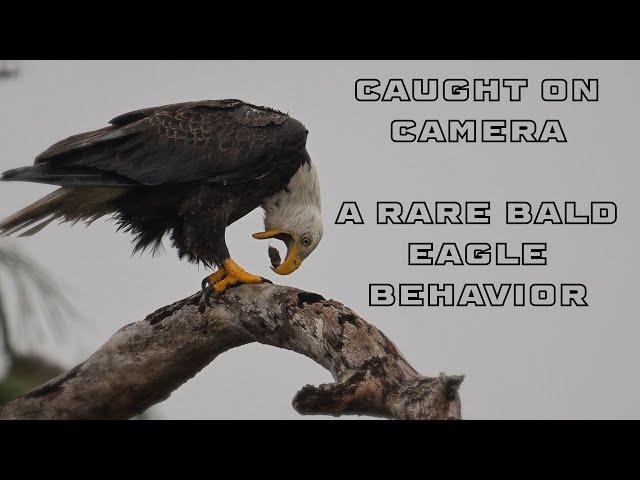 SWFL Eagles- M15 Caught on Camera: Eagle Behavior You’ve Never Seen Before! #eagles #baldeagle