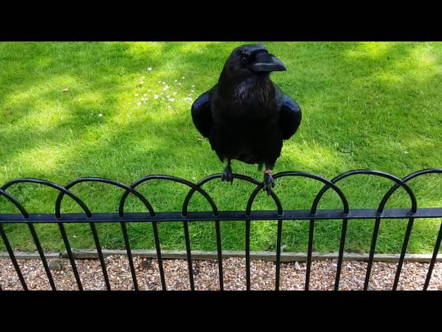 Raven Making Weird Sound. Tower of London.