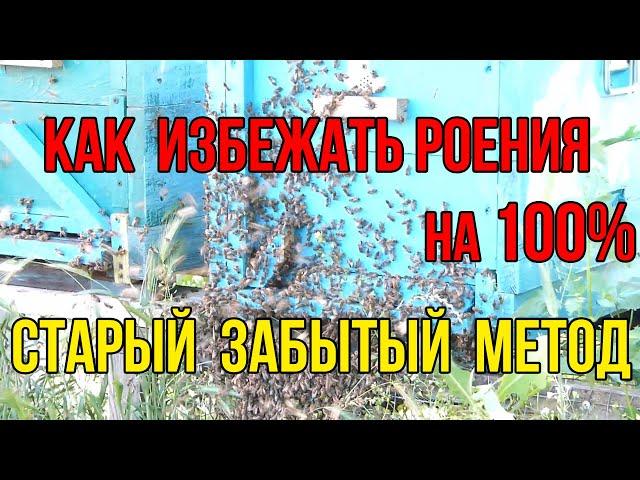 Забытый противороевой метод. Причины роения пчелосемей на пасеке .Как избежать роения пчел