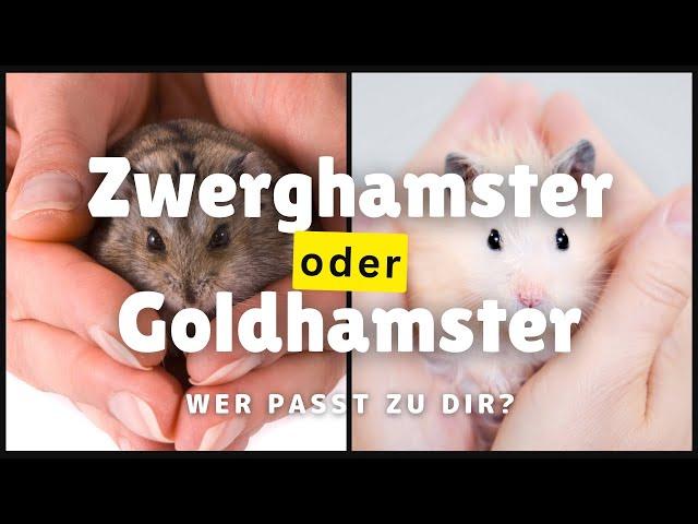 Golden hamster vs. dwarf hamster: differences in keeping & behaviour explained!