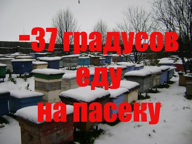 - 37 на Среднем Урале и как зимуют наши пчёлы?- 37 in the middle Urals and as overwinter our bees?