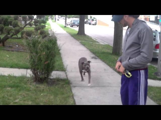 Blue Pitbull Amazing Obedience. Watch this.