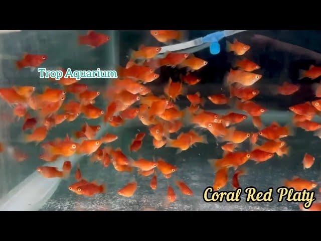 27.12.2024 Specials Part 4: Community Fishes [Trop Aquarium] (Singapore)