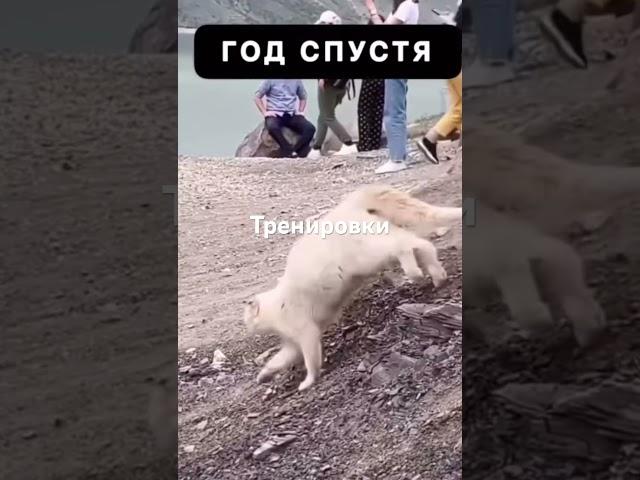 Коты в Дагестане ￼ воюют собаками 