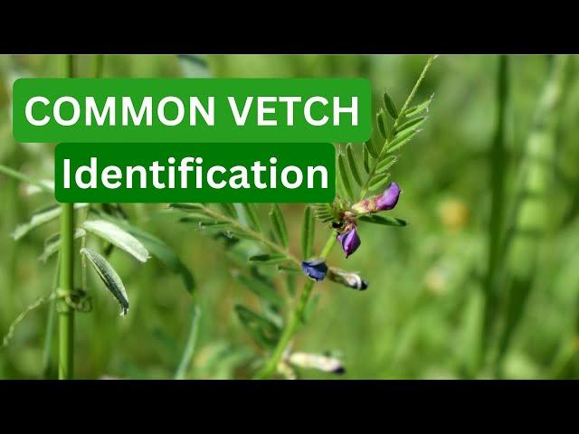 Common Vetch! A Brief Overview of a Common Edible Plant!