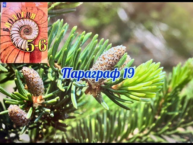 Биология 5-6 класс (Пасечник) аудио Параграф 19 "Голосеменные растения"