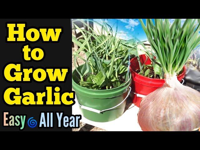 How to Grow Garlic All Year - Container Gardening, Small Space Garden,  Beginners Guide Growing Tips