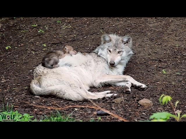 For a wolf pup, the comfiest bed is your big sister 