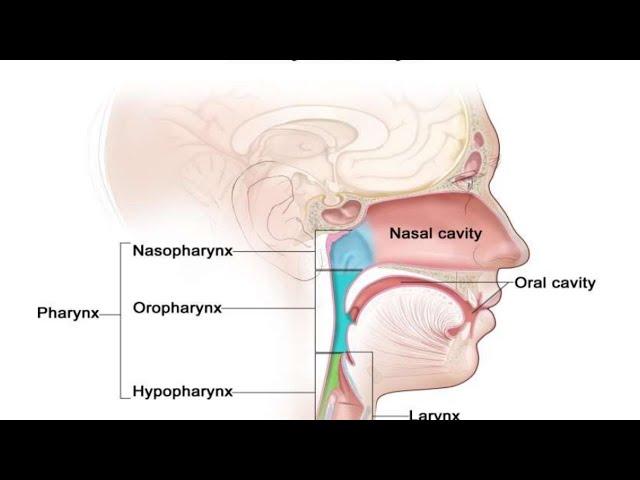 Applied Anatomy & Physiology Of Respiratory System - Dr Robert James MD