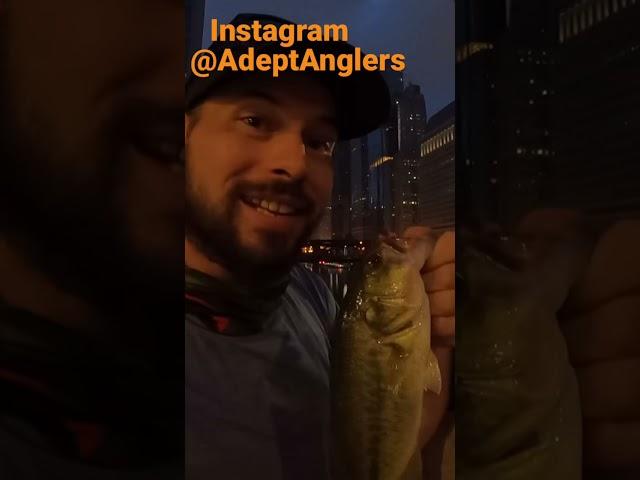 Downtown Chicago Merchandise Mart Bass Fishing with Geofishing Chicago River Urban Fishing City Fish