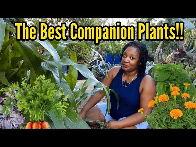 The Best Companion Plants For Pest Control/ Soil Health/Pollination and Maximizing Space