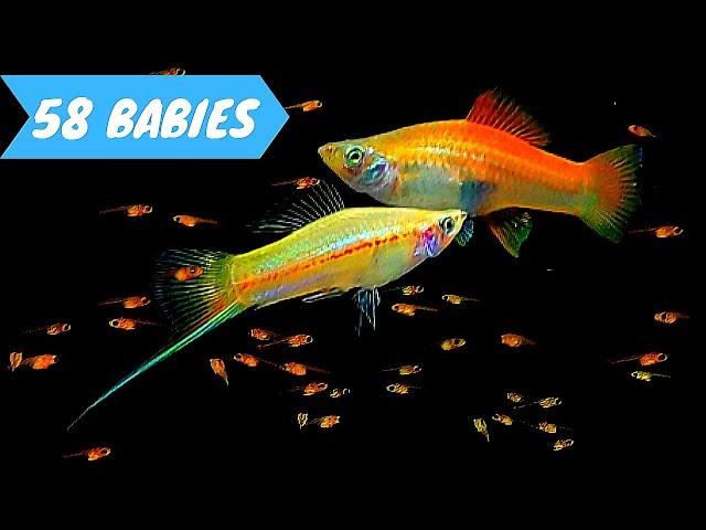 Yellow Princess Giving Birth to 58 Babies | Pineapple Swordtail Fish Breeding | Xiphophorus helleri