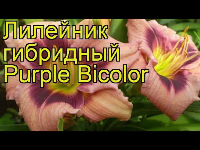 Лилейник гибридный Пепл Биколор. Краткий обзор, описание hemerocallis hybrida Purple Bicolor