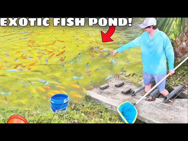 I Found a Secret Pond FILLED With AQUARIUM FISH!