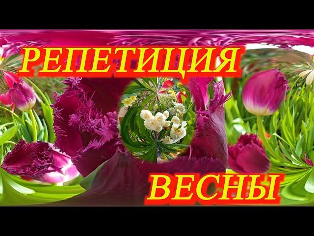 Москва. Март 2021. РЕПЕТИЦИЯ ВЕСНЫ!  Тюльпаны, орхидеи, нарциссы, крокусы, рыбки и хамелеон! 