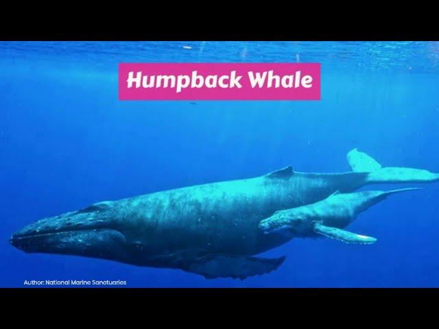 Humpback Whale (Megaptera novaeangliae)