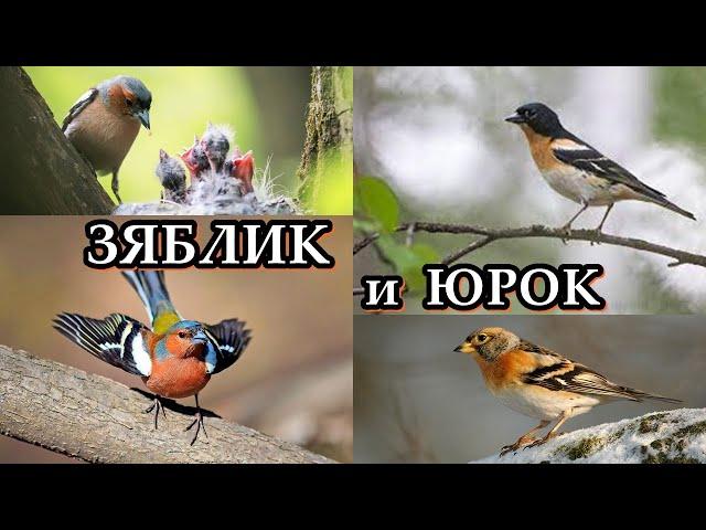 ЗЯБЛИК и ЮРОК - Певцы достойные внимания