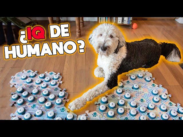 Este perro aprendió a comunicarse y lo que dijo fue aterrador