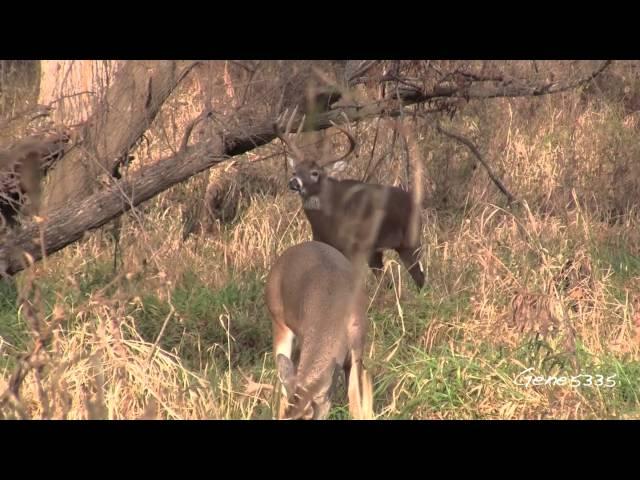 Iowa White-tail Deer - Big 12 Point Buck in the Park