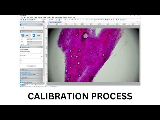 Calibration in ImageView. Measurement in microscopic images.#bestscope #microscope #microscopicimage