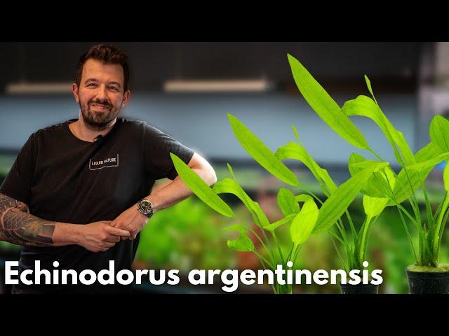 Echinodorus argentinensis | Liquid Nature Pflanzenvorstellung