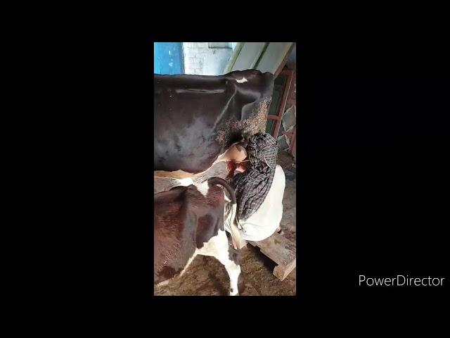 Desi style of milking cows