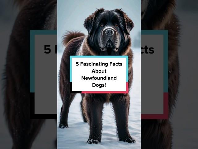 5 Fascinating Facts About Newfoundland Dog Breed! #dogbreed #facts #trending