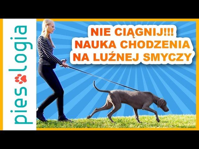 Nie ciągnij!!! - Nauka chodzenia na luźnej smyczy