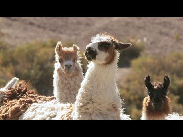 Banco Credicoop “Naturaleza Argentina” Spot TV