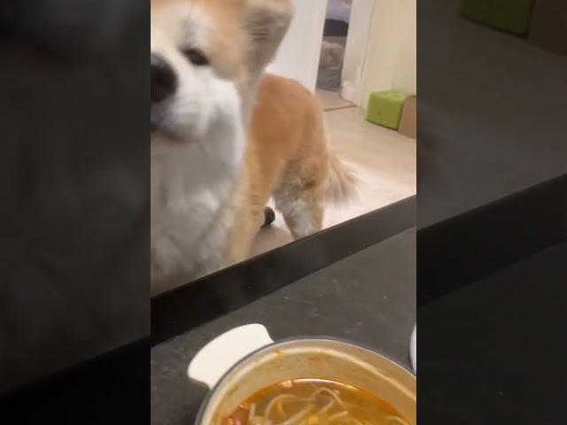 果然女孩子爱嗦粉，小母狗也不例外！！