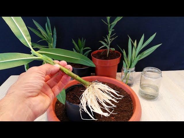 How to grow Oleander plant from cutting