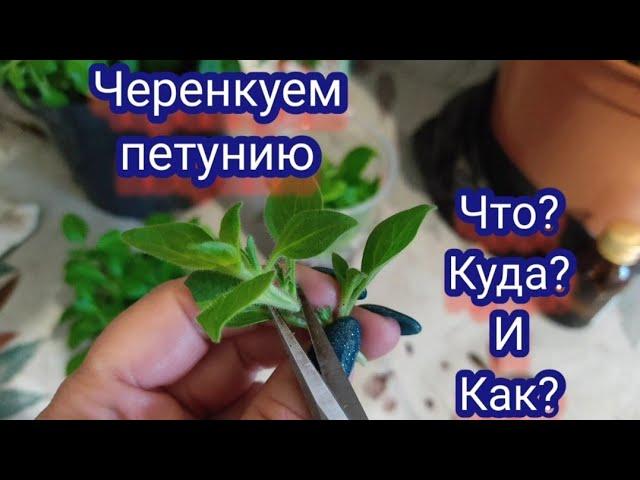 Петуния. Черенкование петунии!!!