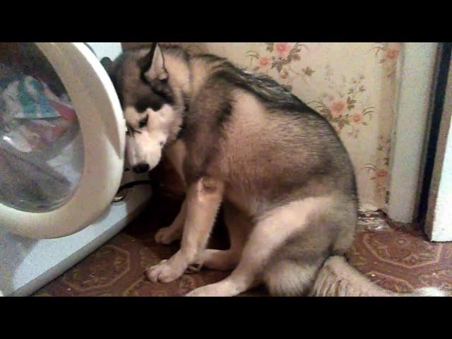 Виноватая хаски.Guilty husky.