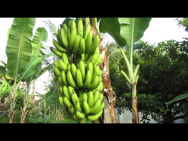 PERAWATAN POHON PISANG