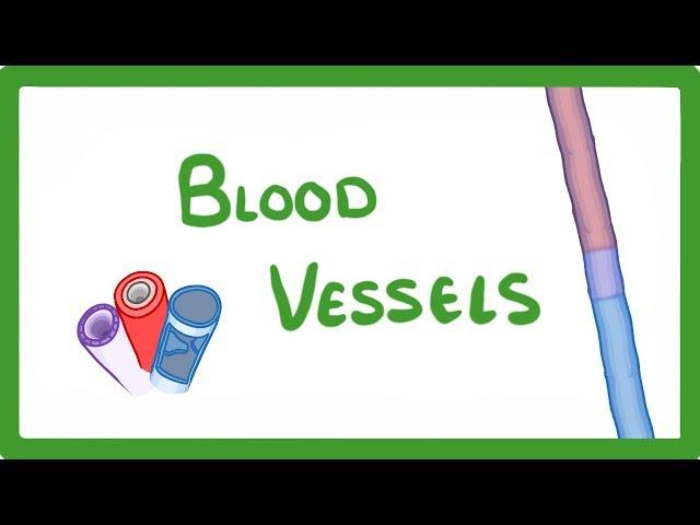 GCSE Biology - Blood Vessels