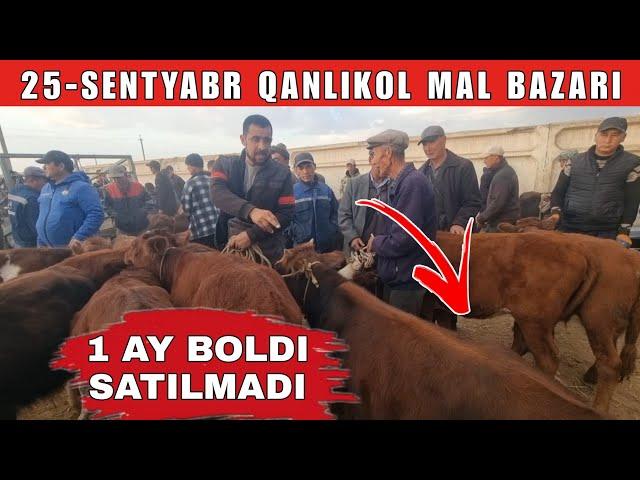 25-СЕНТЯБРЬ/КАНЛЫКОЛ МАЛ БАЗАРЫ/СКОТНЫЙ РЫНОК/BUQALAR/BIG BULLS IN THE WORLD/BIG COW